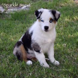 Sparkle Sweet - Blue merle female Miniature Australian Shepherd puppy in Evant, Texas from Lazy VT Bar Ranch
