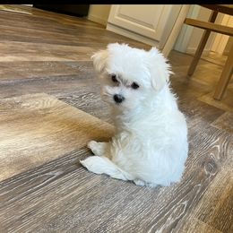 Marilynn - Maltese