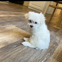 Marilynn - Maltese
