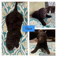 Assorted Doodle Crosses and Goldendoodle Puppies from Sweet Southern Doodles