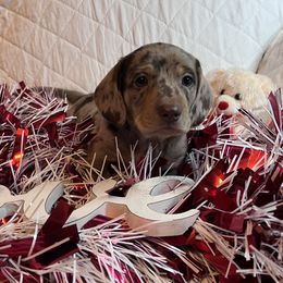 Dachshund Puppies from Victoria’s Dachshunds