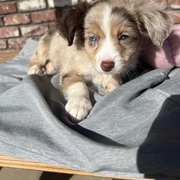 Girl 2 - Toy Australian Shepherd puppy from For the Love of Aussie