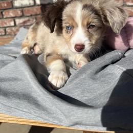 Girl 2 - Toy Australian Shepherd puppy from For the Love of Aussie