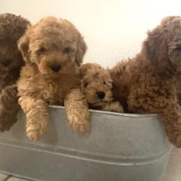 Cavapoo Puppies from Lucy Lou’s Cavapoos