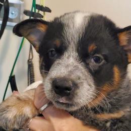 Full mask - Blue speckled male Australian Cattle Dog puppy in Lenoir, North Carolina from Blue Coyote Ranch