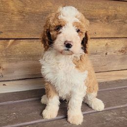 Apple - Red male Bernedoodle puppy in Christiana, Tennessee from Southern Home Pups