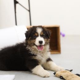 Millie - Black tri-color female Australian Shepherd puppy in Bagley, Iowa from Diamond M Aussies