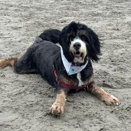 Bernedoodle and Dachshund All Grown Up from Heavenly Heritage Dachshunds and Doods