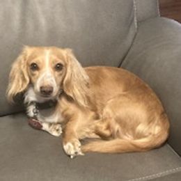 Archie - Dachshund