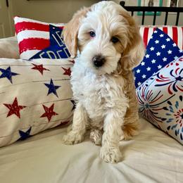 Daisy - Red merle female Aussiedoodle puppy in Nephi, Utah from Peachydoodlepups