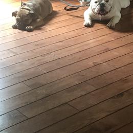 Bulldog and French Bulldog Puppies from Southern Standard Bulldogs