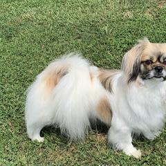 Tibetan Spaniels from Britwalds, Reg