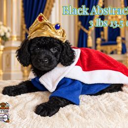 John Snow - Black male Goldendoodle puppy in Rockledge, Florida from Bellady's Shihpoos