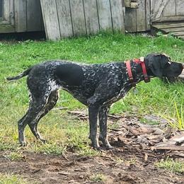 Katie - German Shorthaired Pointer