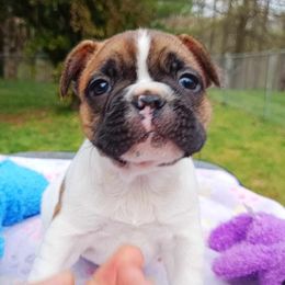 Bichon Frise and French Bulldog Puppies from Michael & Nataliya's Pups