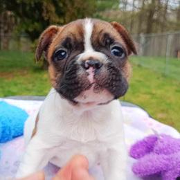 Bichon Frise and French Bulldog Puppies from Michael & Nataliya's Pups