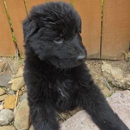 Female 1 - Black female German Shepherd puppy in Leon, West Virginia from Heart2Heart Kennels
