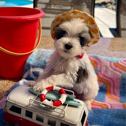 Minnie Mouse - Parti female Miniature Schnauzer puppy in Elk Grove, California from Meuser's Miniature Schnauzers