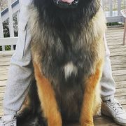 Leonbergers from V.sanftenLoewen