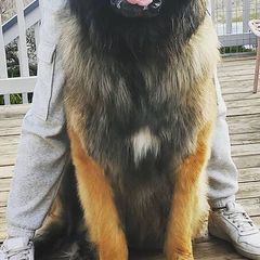 Leonbergers from V.sanftenLoewen