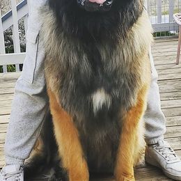 Leonbergers from V.sanftenLoewen