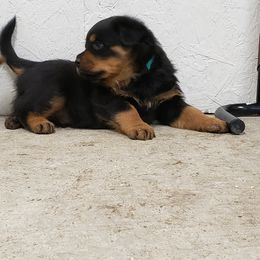 Rottweiler Puppies from SPOON RIVER ROTTWEILERS