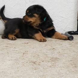 Rottweiler Puppies from SPOON RIVER ROTTWEILERS
