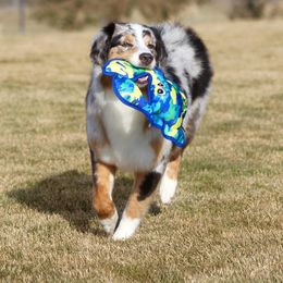 Brook - Australian Shepherd