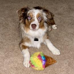 Luna - Toy Australian Shepherd