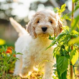 Basil - Red roan female Cockapoo puppy in Colorado Springs, Colorado from Colorado Cockapoos