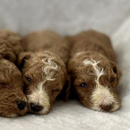 Goldendoodles and Poodles from Mountain View Poodles