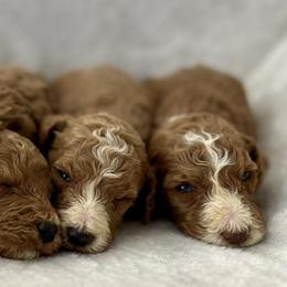 Goldendoodles and Poodles from Mountain View Poodles