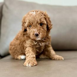Mable girl - Red  female Goldendoodle puppy in Rio Linda, California from Plush Doodles