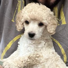 Kerry Blue Terriers and Poodles from Nipigon Miniature Poodles