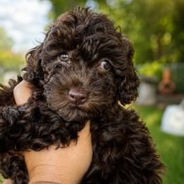 Mal-Shi, Maltese, Maltipoo, Poodle, and Shih Tzu Puppies from Joy-Fur Puppies