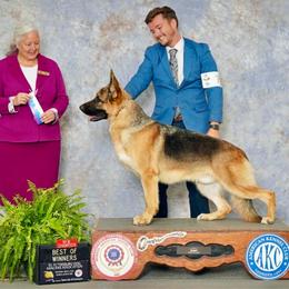 Walker - German Shepherd