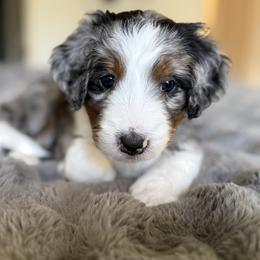 Hattie - Blue merle female Bernedoodle puppy in Tulsa, Oklahoma from Magnolia Blossom Bernedoodles