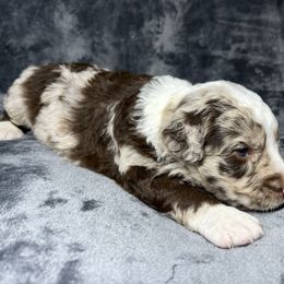 Boy 1 - Red merle male Aussiedoodle puppy in Alabama from SBA Aussies