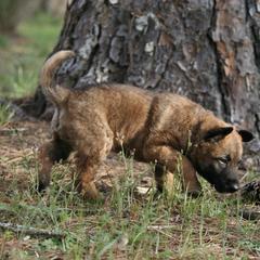 Belgian Laekenois Puppies from Sweetwater Belgian Laekenois