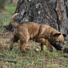 Belgian Laekenois Puppies from Sweetwater Belgian Laekenois