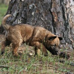 Belgian Laekenois Puppies from Sweetwater Belgian Laekenois