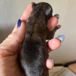 Flag - Chocolate brindled fawn male Chihuahua puppy in Tecumseh, Oklahoma from Callie’s Happy Chihuahuas, Callie’s Happy Treasures LLC