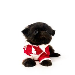 Dash - Liver male Shih Tzu puppy in League City, Texas from Divine Pups