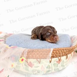 Geneva - Chocolate and tan female Dachshund puppy in Greenville, North Carolina from The Gorman Farms
