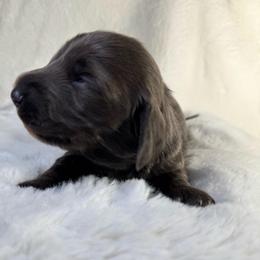 Sebastian - Blue and cream male Dachshund puppy in Kissimmee, Florida from Mini Doxie Cuties