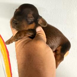Fancy chocolate - Chocolate and tan female Dachshund puppy in South Haven, Kansas from Keen's Dachshunds
