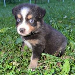 Dilute BTM1 - Dilute blue male Australian Shepherd puppy in Sunbright, Tennessee from Laudrick Aussies