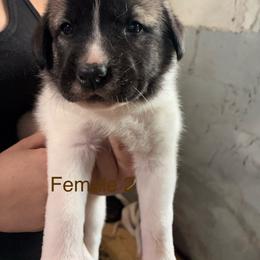 Girl 2 - Biscuit and white female Anatolian Shepherd Dog puppy in Daggett, Michigan from T&S Anatolians