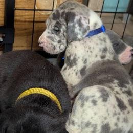 Elrond - Harlequin male Great Dane puppy in Citra, Florida from AEW Farm