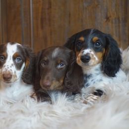 Dachshund Puppies from Dachshund Den